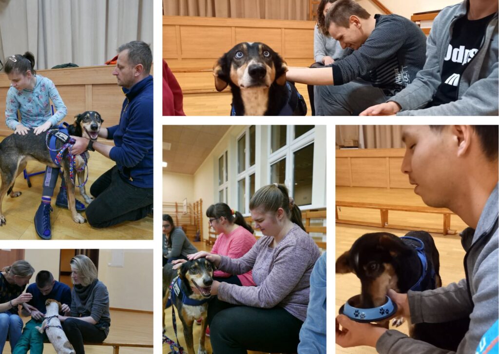 Kolaż zdjęć przedstawiający uczniów na zajęciach z dogoterapii
