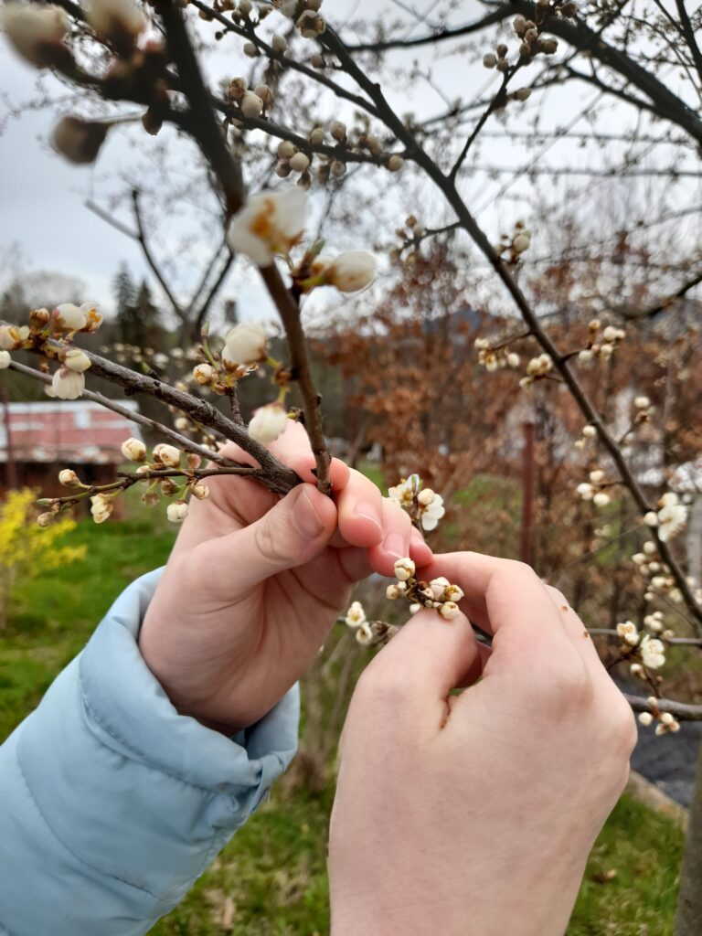 Dłonie oglądające wiosenne pąki kwiatów na krzewie.