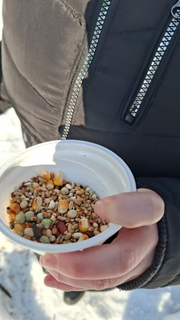 Miseczka z różnymi ziarnami odpowiednimi do karmienia kaczek.