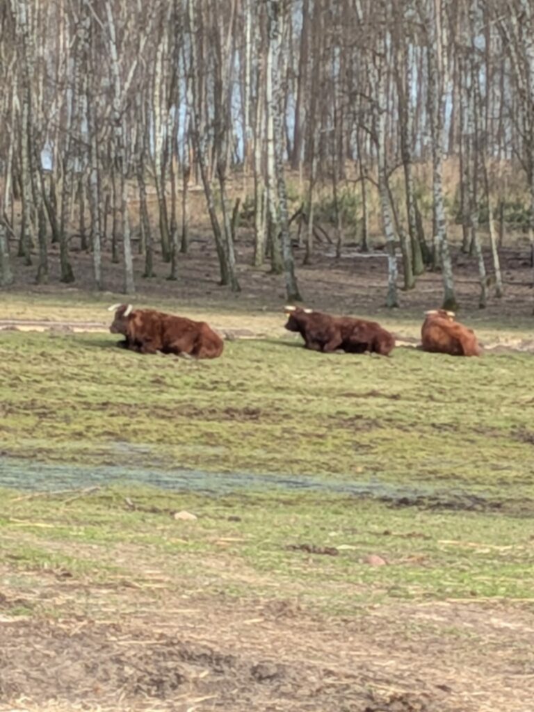 Trzy brązowe krowy leżą na trawie na tle rzadkiego lasu.
