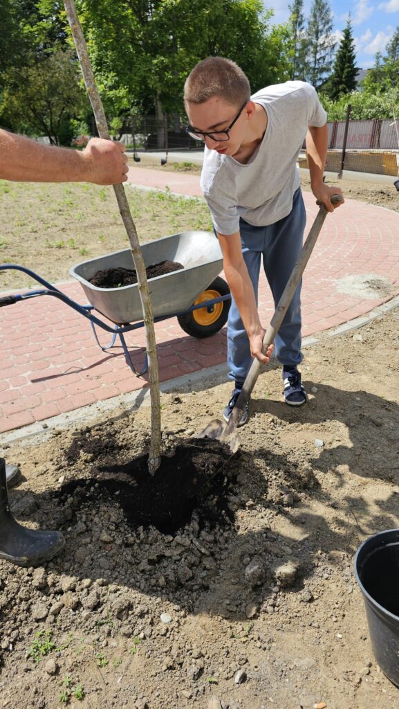 Młody człowiek obsypuje ziemią na łopacie posadzone małe drzewo.