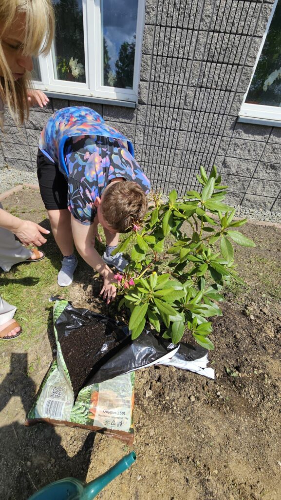 Osoby dorosłe i dziecko sadzą rododendron.